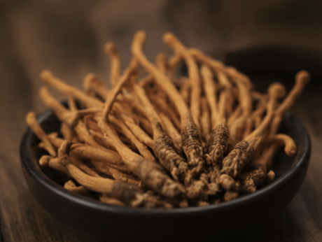 Cordyceps